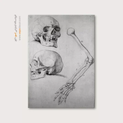 تابلو آناتومی - اسپو دکور