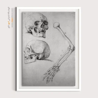 تابلو آناتومی - اسپو دکور