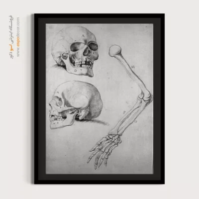 تابلو آناتومی - اسپو دکور