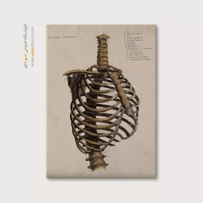 تابلو آناتومی - اسپو دکور