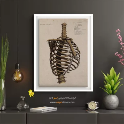تابلو آناتومی - اسپو دکور