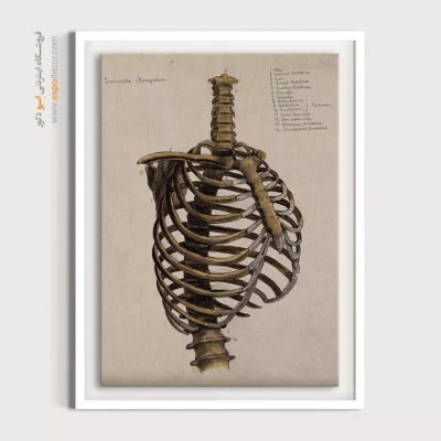 تابلو آناتومی - اسپو دکور
