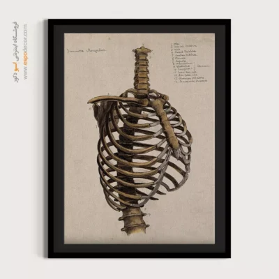 تابلو آناتومی - اسپو دکور