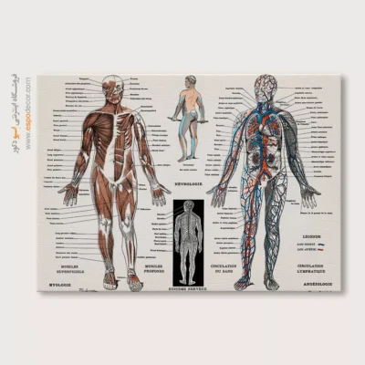 تابلو آناتومی - اسپو دکور