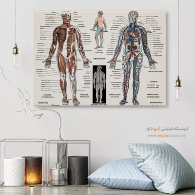 تابلو آناتومی - اسپو دکور