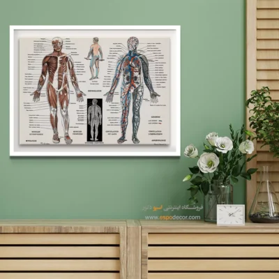 تابلو آناتومی - اسپو دکور