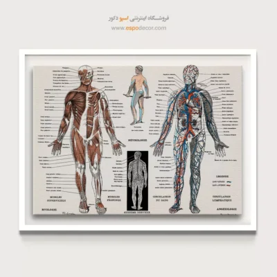 تابلو آناتومی - اسپو دکور
