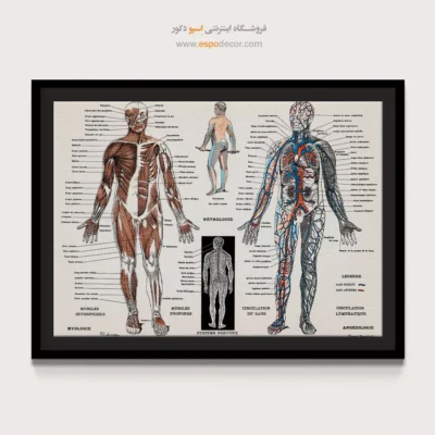 تابلو آناتومی - اسپو دکور
