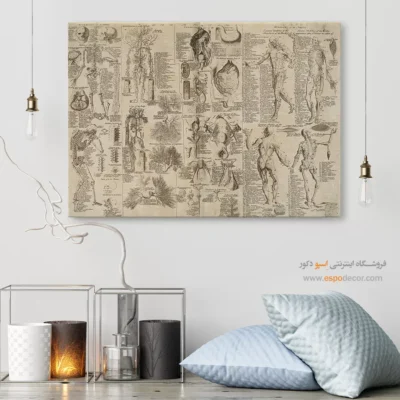 تابلو آناتومی - اسپو دکور