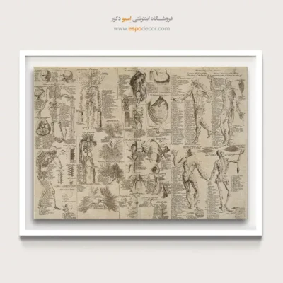 تابلو آناتومی - اسپو دکور