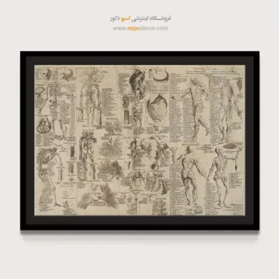 تابلو آناتومی - اسپو دکور