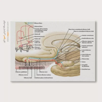تابلو آناتومی - اسپو دکور