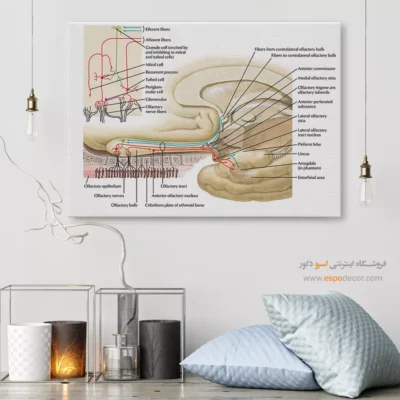 تابلو آناتومی - اسپو دکور
