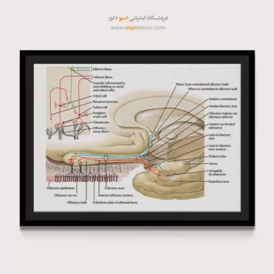 تابلو آناتومی - اسپو دکور