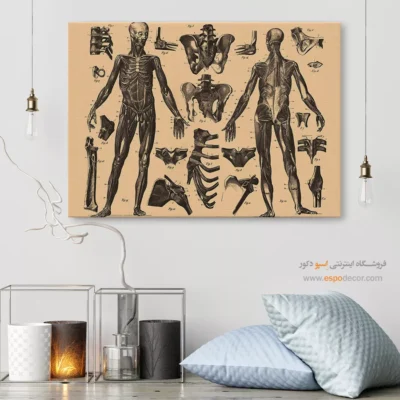تابلو آناتومی - اسپو دکور
