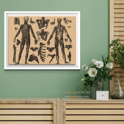 تابلو آناتومی - اسپو دکور