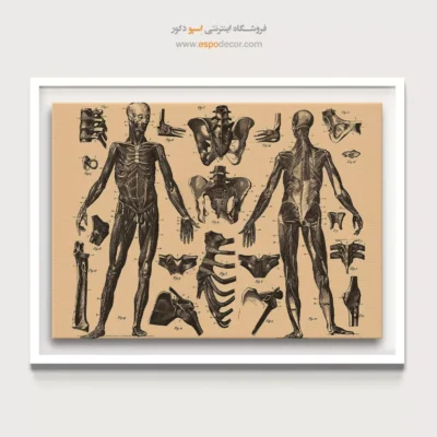 تابلو آناتومی - اسپو دکور