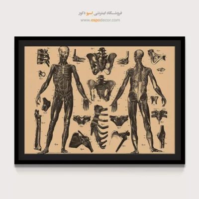 تابلو آناتومی - اسپو دکور