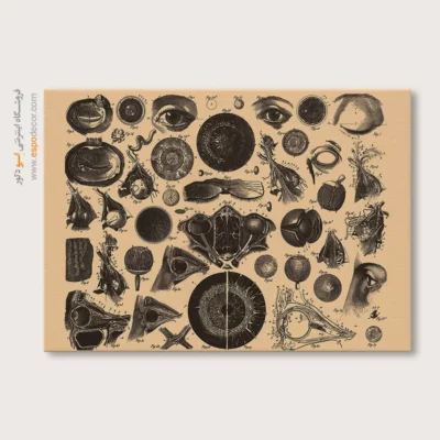 تابلو آناتومی - اسپو دکور