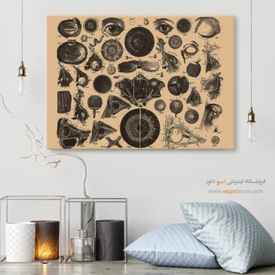 تابلو آناتومی - اسپو دکور