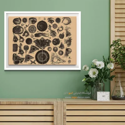تابلو آناتومی - اسپو دکور