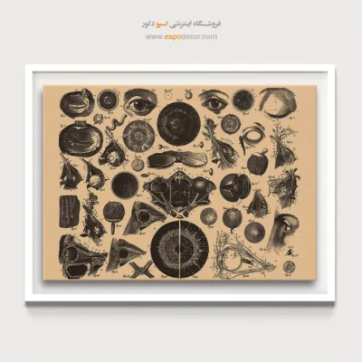 تابلو آناتومی - اسپو دکور