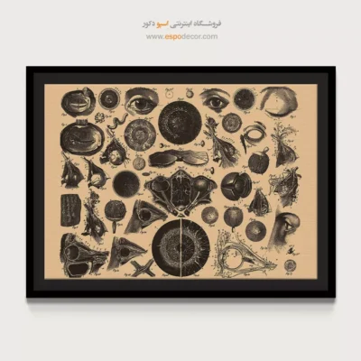 تابلو آناتومی - اسپو دکور