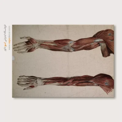 تابلو آناتومی - اسپو دکور