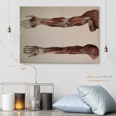 تابلو آناتومی - اسپو دکور