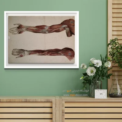 تابلو آناتومی - اسپو دکور