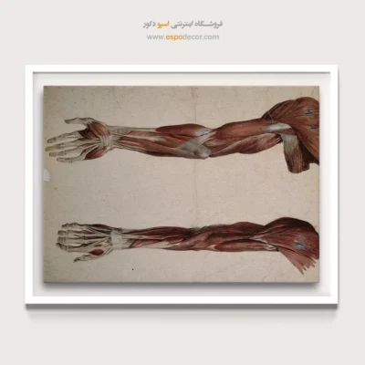 تابلو آناتومی - اسپو دکور