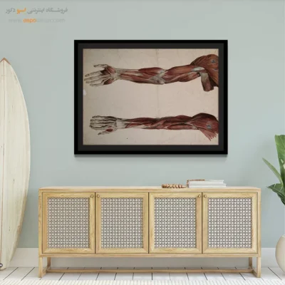 تابلو آناتومی - اسپو دکور