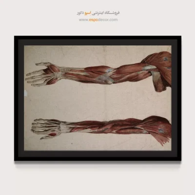 تابلو آناتومی - اسپو دکور