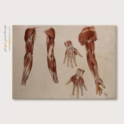 تابلو آناتومی - اسپو دکور
