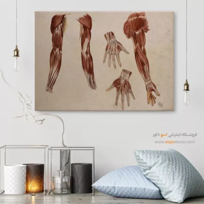 تابلو آناتومی - اسپو دکور