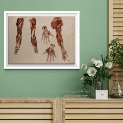 تابلو آناتومی - اسپو دکور