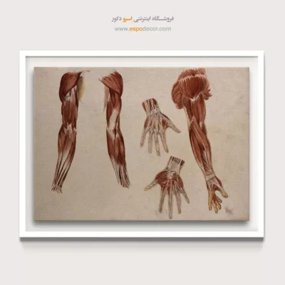تابلو آناتومی - اسپو دکور