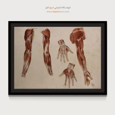 تابلو آناتومی - اسپو دکور