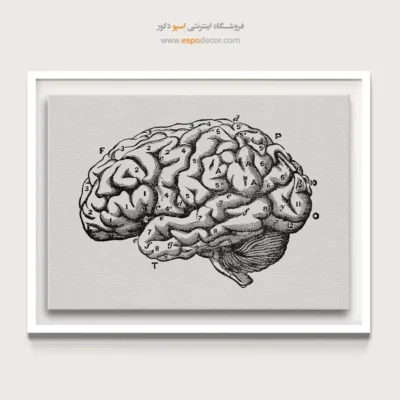 تابلو آناتومی - اسپو دکور