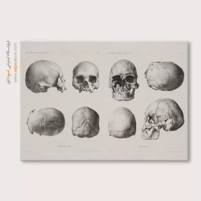 تابلو آناتومی - اسپو دکور