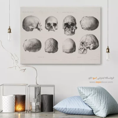 تابلو آناتومی - اسپو دکور