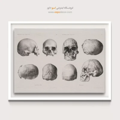 تابلو آناتومی - اسپو دکور