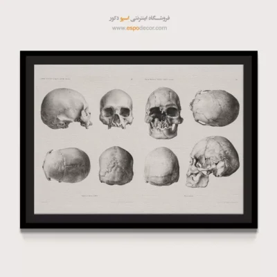 تابلو آناتومی - اسپو دکور