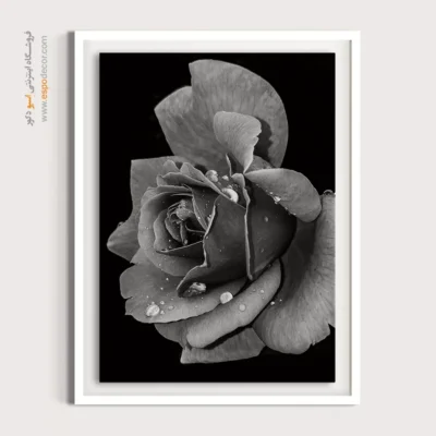 تابلو دکوراتیو رمانتیک - اشک شبنم – تابلو سیاه و سفید - اسپو دکور