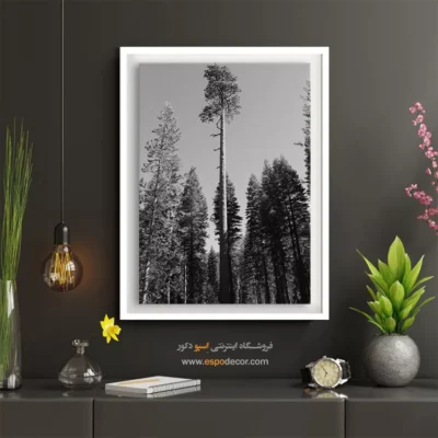 تابلو درخت تنها در جنگل - سر به فلک کشیده – تابلو سیاه و سفید - اسپو دکور