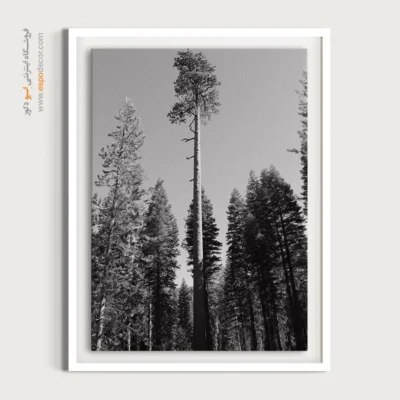 تابلو درخت تنها در جنگل - سر به فلک کشیده – تابلو سیاه و سفید - اسپو دکور