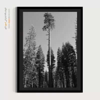 تابلو درخت تنها در جنگل - سر به فلک کشیده – تابلو سیاه و سفید - اسپو دکور