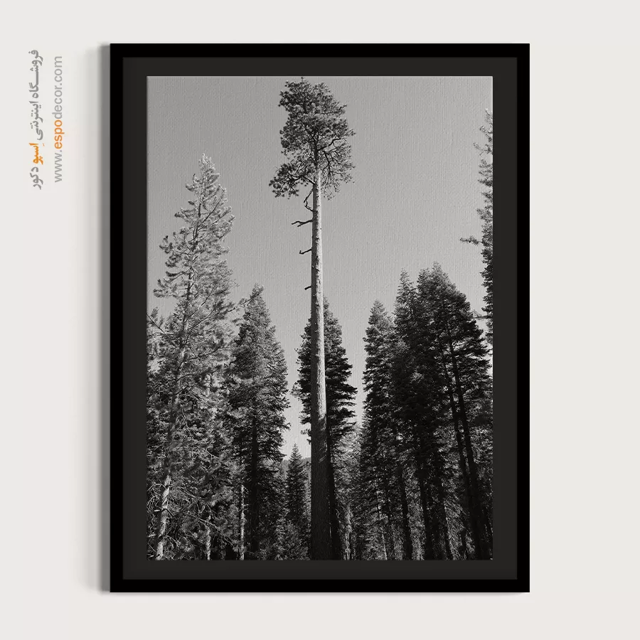 تابلو درخت تنها در جنگل - سر به فلک کشیده – تابلو سیاه و سفید - اسپو دکور
