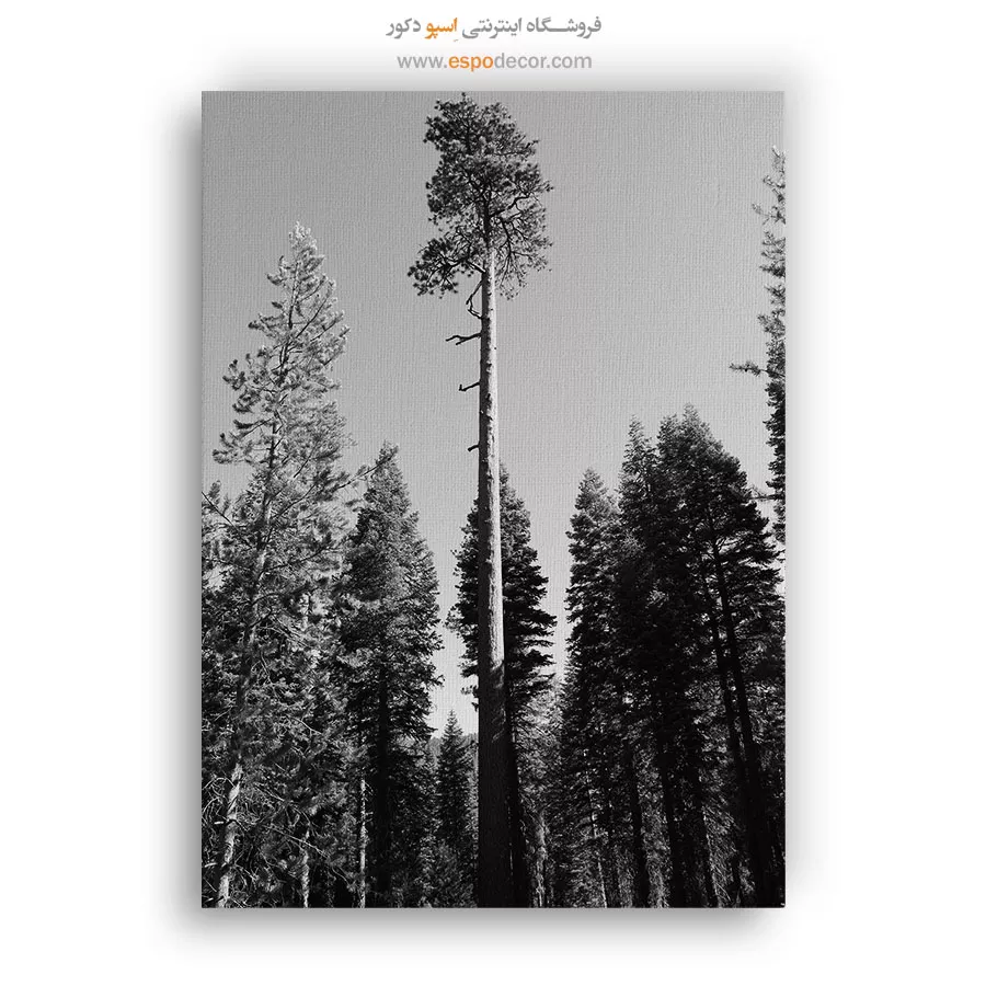 تابلو درخت تنها در جنگل - سر به فلک کشیده – تابلو سیاه و سفید - اسپو دکور