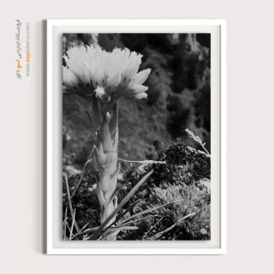 تابلو گل - دراماتیک – تابلو سیاه و سفید - اسپو دکور